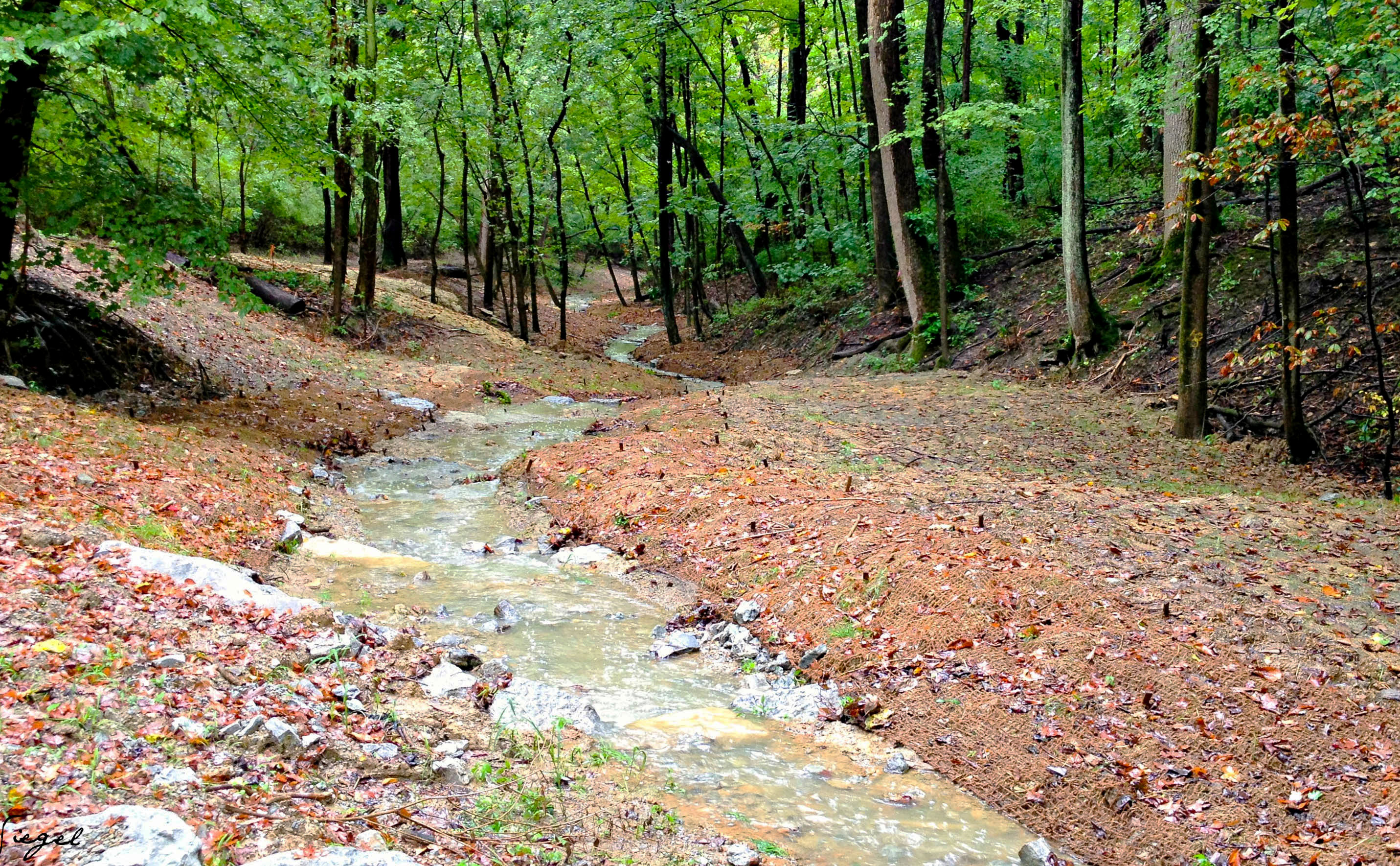 Ault Park Valley Stream Trail