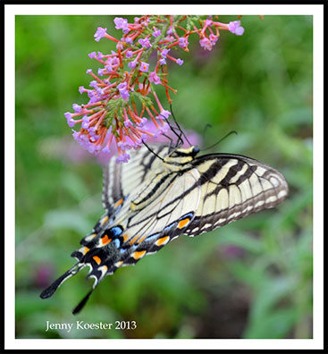 Monarch Butterfly