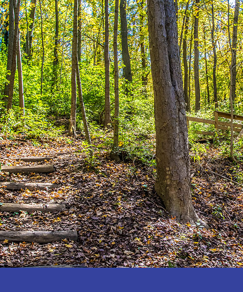 Brook Trail