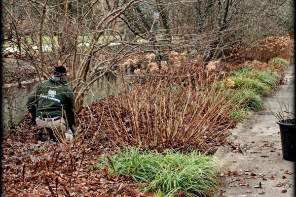 Wimberg Landscaping- donating time in the Viburnum Wall Garden.