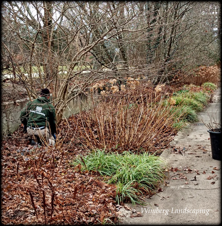 Wimberg Landscaping- donating time in the Viburnum Wall Garden.