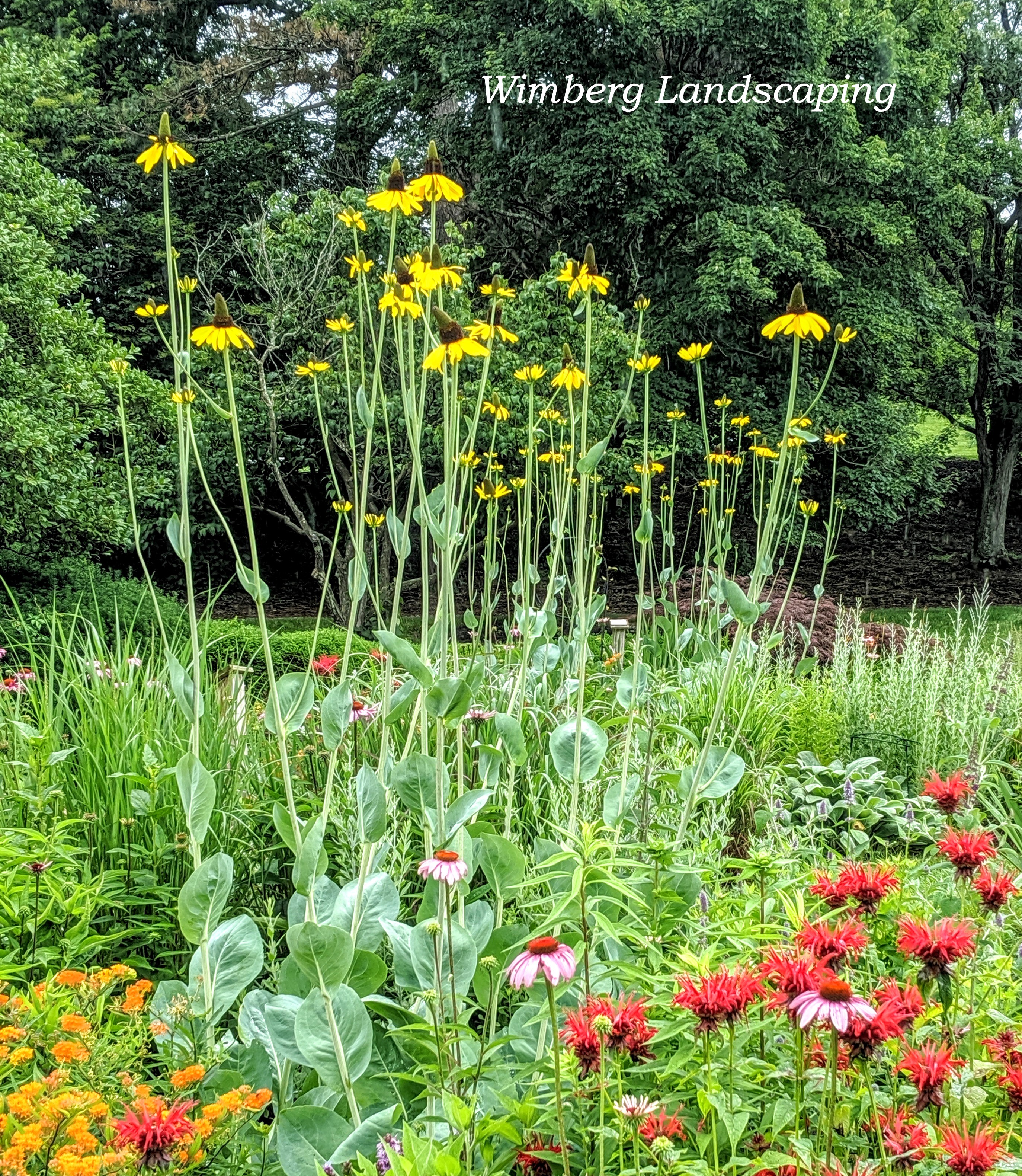 Rudbeckia Maxima Turning Heads At The Park Ault Park Advisory Council,Whiskey Sour Recipe Egg White