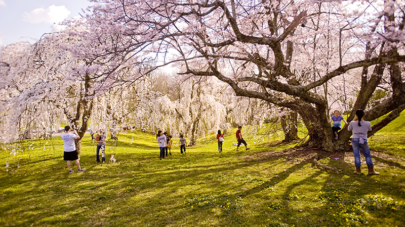 Ault Park Trail